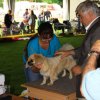 Výstava Klatovy 29_06_2014